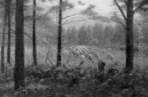 Sheep Grazing Sheep Grazing