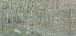 Sheep Grazing Amongst Silver Birches