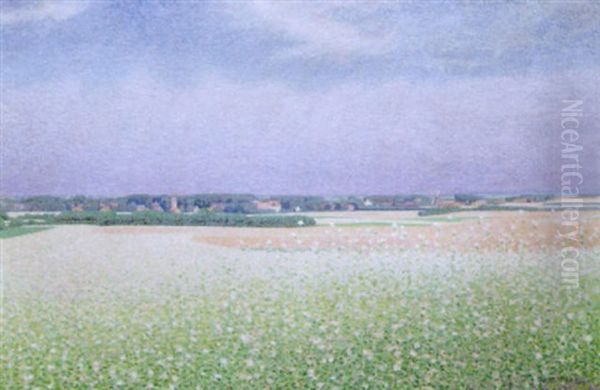 Boekweitveld Met Laren In De Verte - view 1