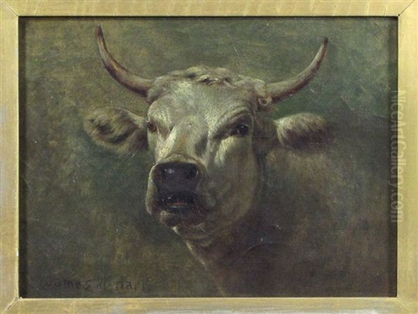 Untitled (portrait Of A Steer) - view 1