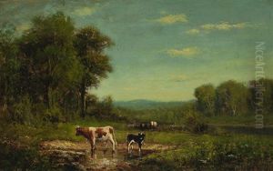The Pool, Cows Watering The Pool, Cows Watering