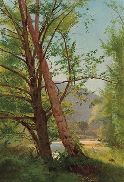 Through The Trees - view 1
