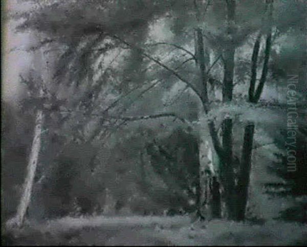 Forest Landscape - view 1