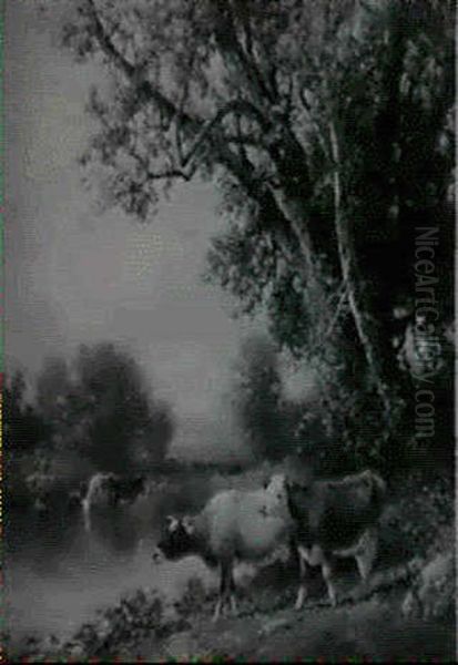 Cows Watering By A River - view 1