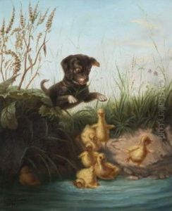 Junger Hund Mit Kuken Am Ufer Junger Hund Mit Kuken Am Ufer