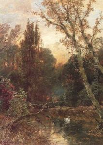 Bewaldete Fluslandschaft Mit Schwan