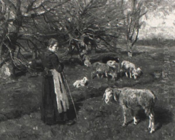 Watching The Sheep - view 1