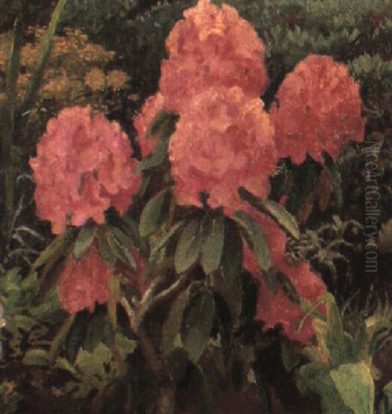 Rhododendron - view 1