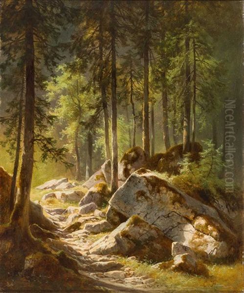 Lichtung Im Wald Mit Sonnigem Lichteinfall - view 1