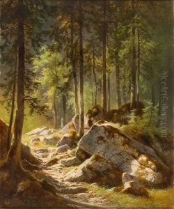 Lichtung Im Wald Mit Sonnigem Lichteinfall