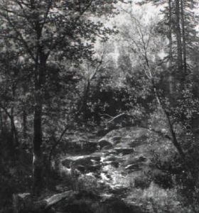Wald Interieur Bei Hieflau