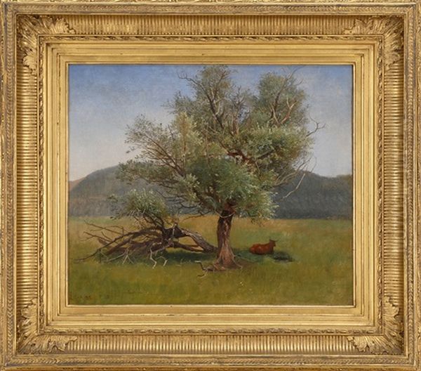 Tree, Lenox, Massachusetts - view 1