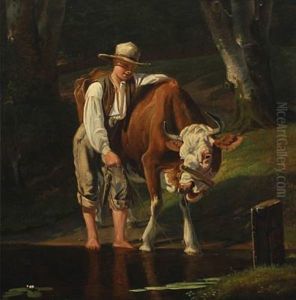 A Cow Being Watered A Cow Being Watered