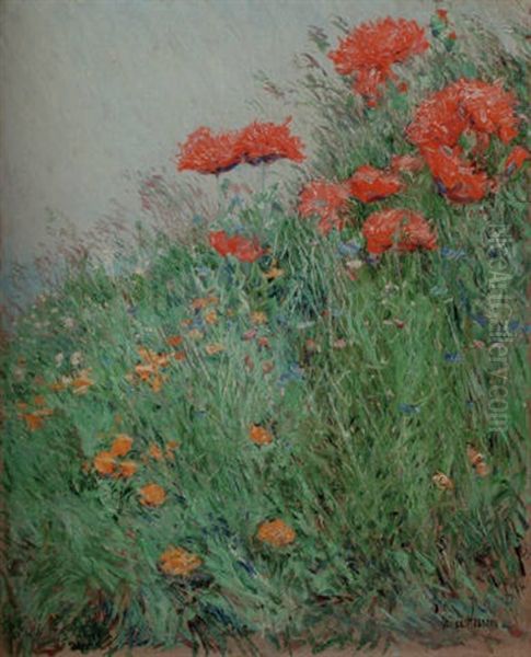 Poppies, Appledore - view 1
