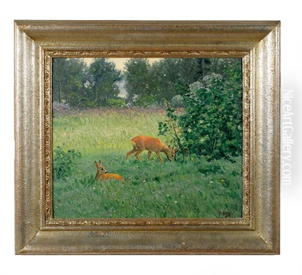 Rehe Auf Einer Wiese Am Waldesrand - view 1