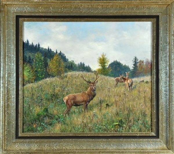 Hirsch Und Hirschkuhe Auf Waldlichtung - view 1