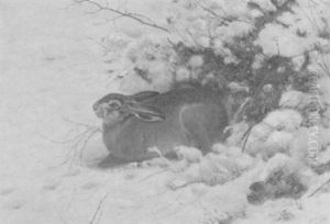 Feldhase Im Schnee Feldhase Im Schnee