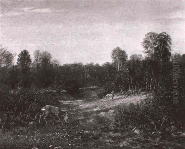 Rehe Auf Waldlichtung - view 1