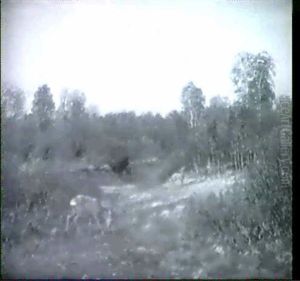 Rehwild Auf Der Waldlichtung
