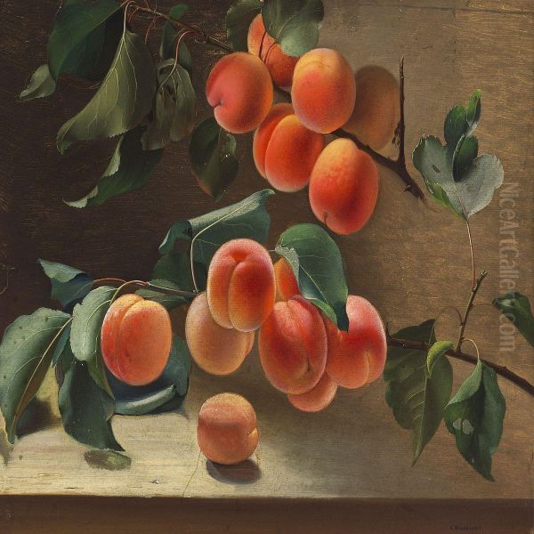 Branches Of Fully Ripened Abricots - view 1
