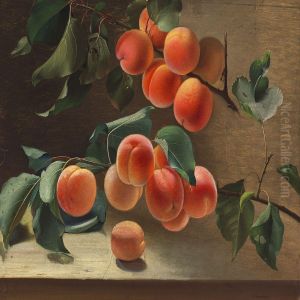 Branches Of Fully Ripened Abricots