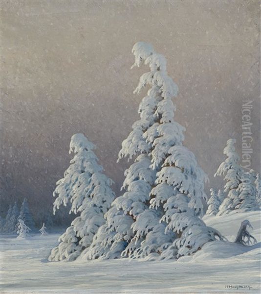 Snow-covered Fir Trees - view 1