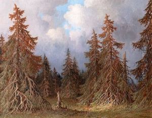 Tannenwald Bei Wetterumschwung Tannenwald Bei Wetterumschwung