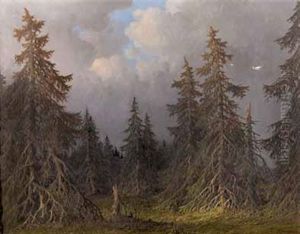 Schwarzwald - Tannen Am Fruhen Abend - Tannenwald