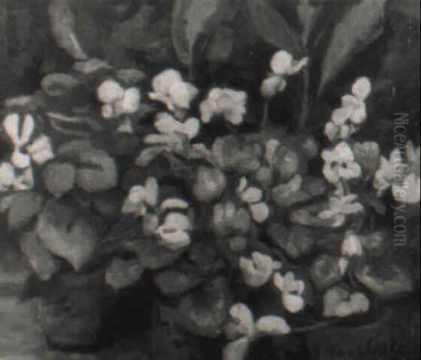 Zyklamen - view 1