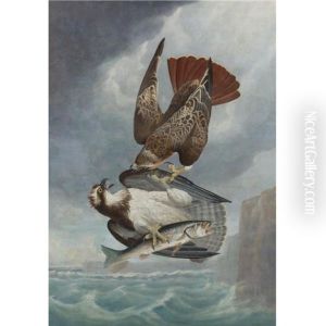 Red-tailed Hawk And Osprey-fish Hawk by Robert Havell Jr.