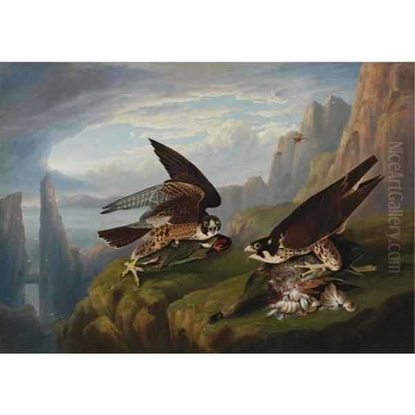 Peregrine Falcon (great-footed Hawk) - view 1