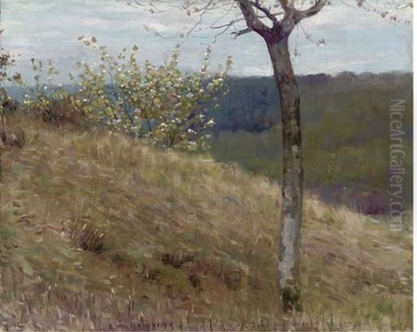 Trees In Blossom On A Hillside - view 1