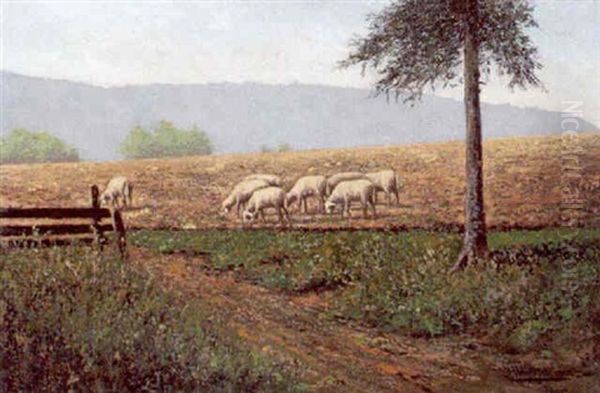 Schafe Auf Der Weide - view 1
