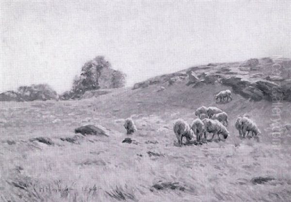 Sheep Pasture - view 1