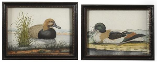 The Pochard; The Mallard (2 Works) - view 1