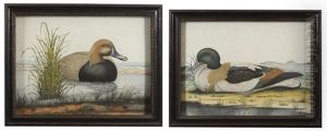 The Pochard; The Mallard (2 Works) by William Hayes