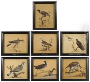Hen Harrier; The Cuckoo Male; The Moorhen Male And Female; The Ring Dove; The Turtle Dove; The Young Cuckoo And White Water-wagtail; The Fieldfare (set Of 7) by William Hayes