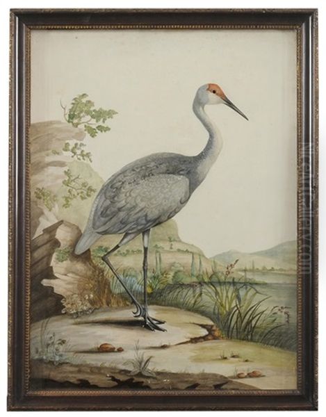 A Red-headed Wader - view 1