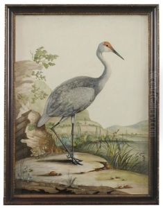 A Red-headed Wader