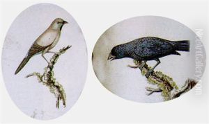 Birds On A Spray Of Exotic Foliage by William Hayes