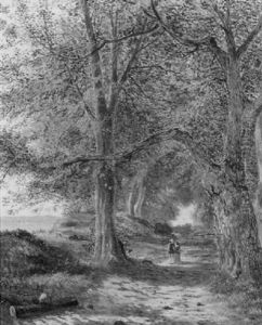 A Walk On The Wooded Path