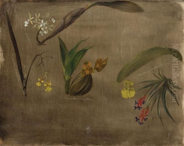 Four Orchids And A Bromeliad - view 1