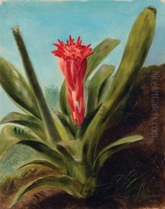 Red Bromeliad by William Jacob Hays