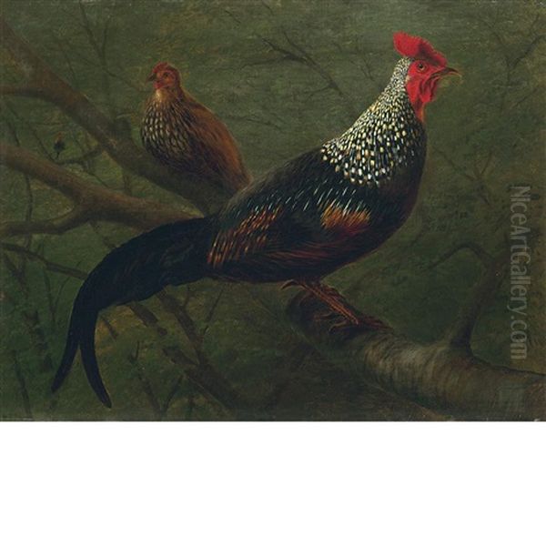 Pheasants - view 1