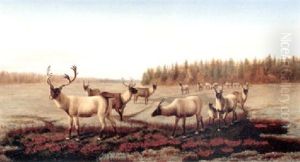 Caribou Caribou