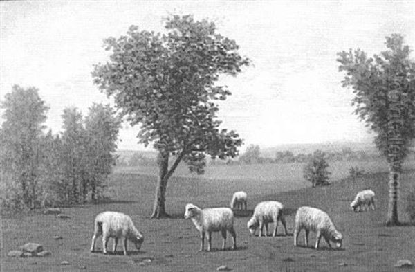 Grazing Sheep - view 1