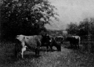 Cows Grazing