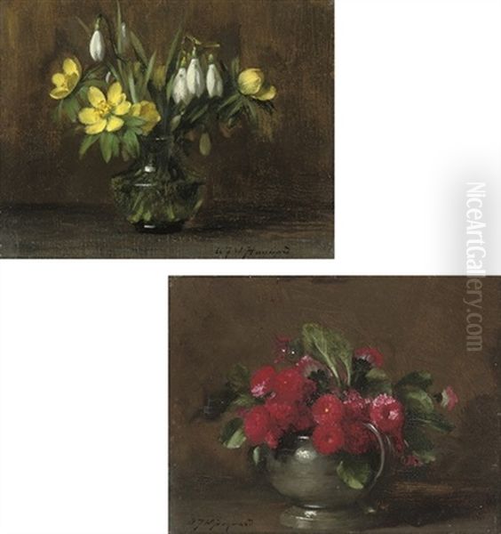 Daisy, Rob Roy (+ Aconite And Snowdrops; Pair) - view 1