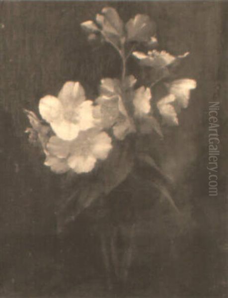 A Still Life Of Christmas Roses In A Flute - view 1