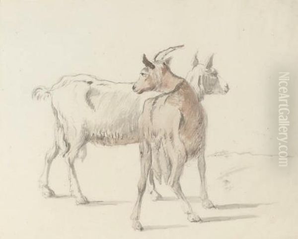 Study Of Goats - view 1